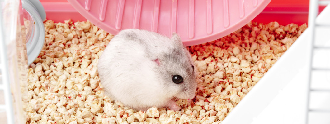 倉鼠的家不是籠子：科養佈置的三個關鍵