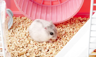 倉鼠的家不是籠子：科養佈置的三個關鍵