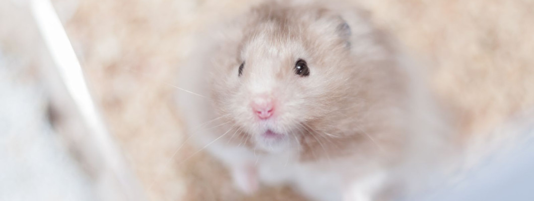 看懂小症狀：倉鼠常見健康警訊與就醫時機