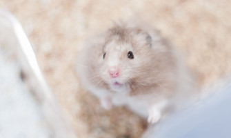 看懂小症狀：倉鼠常見健康警訊與就醫時機