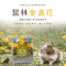 鼠林-金盞花 花草墊料