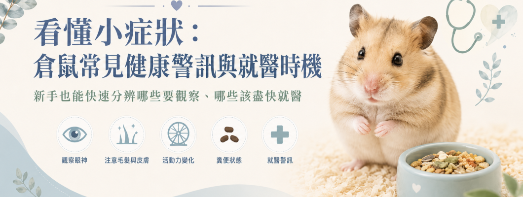 看懂小症狀：倉鼠常見健康警訊與就醫時機