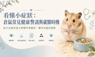 看懂小症狀：倉鼠常見健康警訊與就醫時機